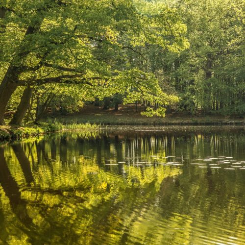 TE Teichservice Teichreinigung Braunschweig