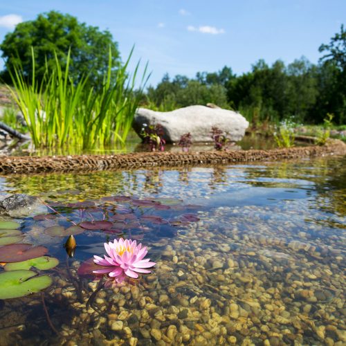 TE Teichservice Teichreinigung Braunschweig